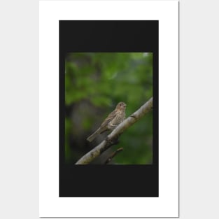 House Finch Fledgling Posters and Art